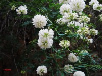 /album/wildflowers/coronilla-globosa-2-jpg/